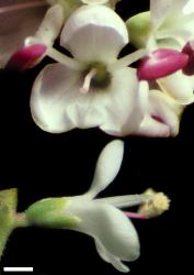 Veronica glaucophylla. Flowers. Scale = 1 mm.
 Image: W.M. Malcolm © Te Papa CC-BY-NC 3.0 NZ